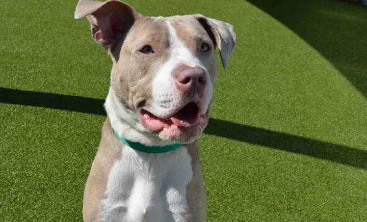 Breed-Specific Legislation: A 30-Year Mistake