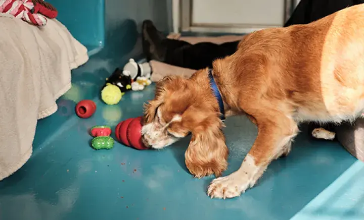 Buy a gift for our animals