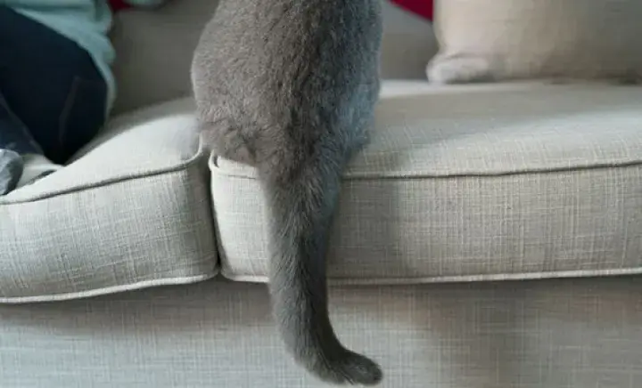 Cat Rehoming FAQ