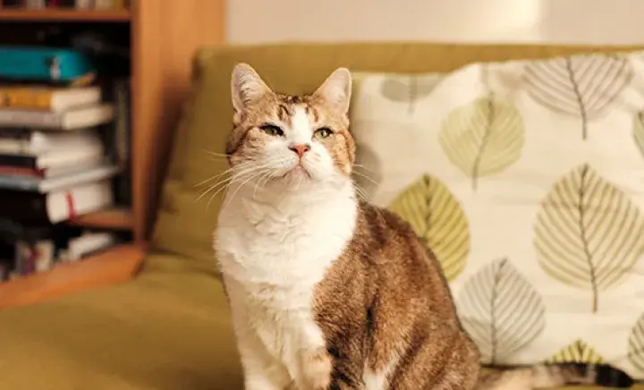 Donate in memory of a pet
