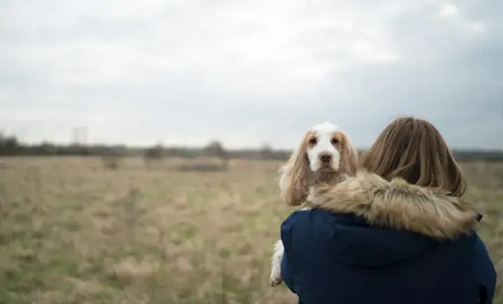 What to do if you've found a dog