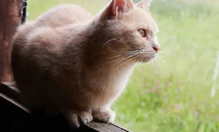 Create an online pet memorial