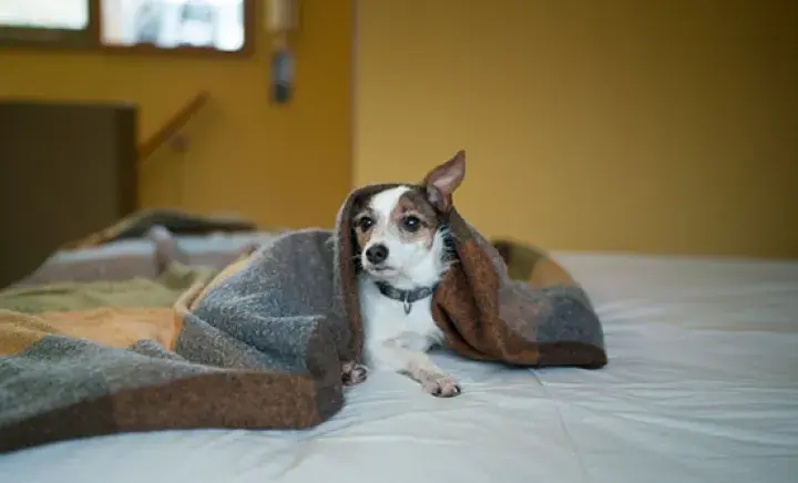 Help my dog through fireworks