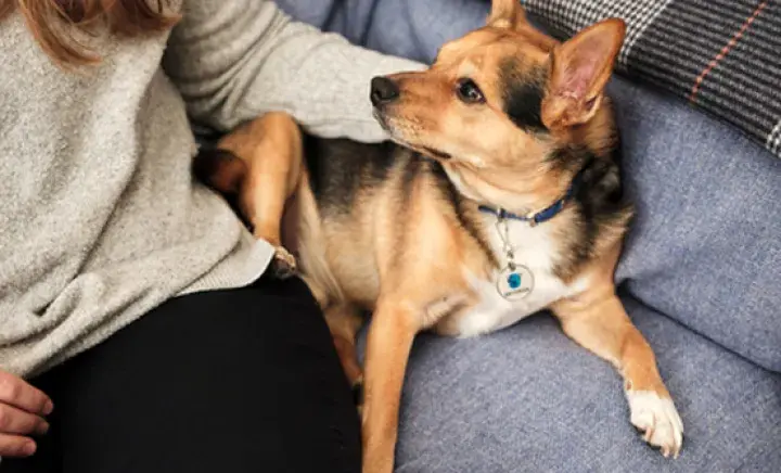 Pet Friendly Properties