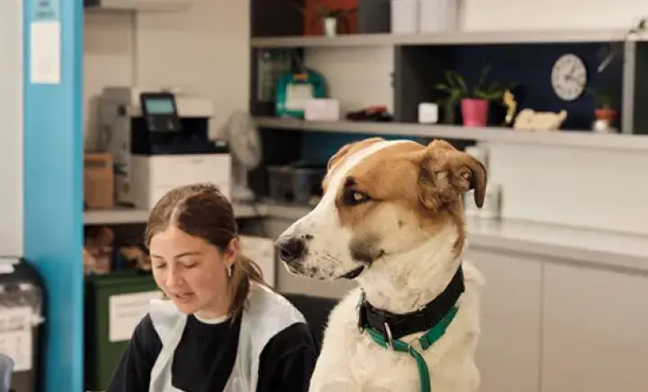 The impact of COVID-19 on companion animal welfare