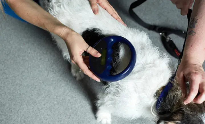 Compulsory dog and cat microchipping