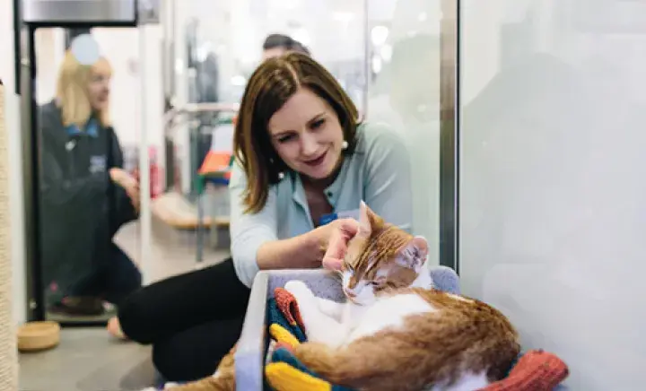Sponsor a cat cabin