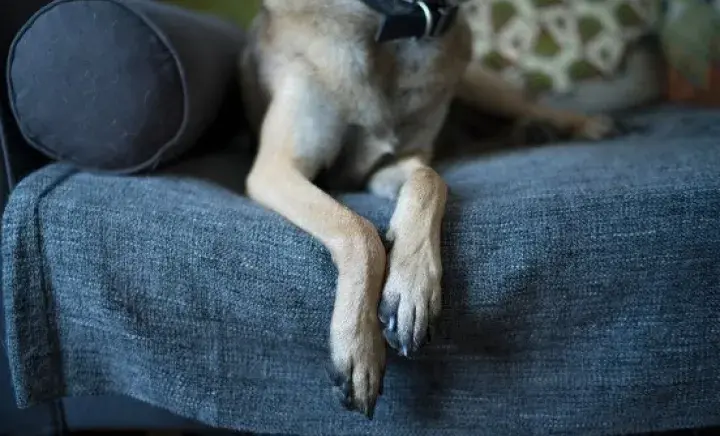 10 reasons to adopt a rescue dog