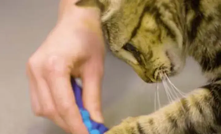 DIY cat toys