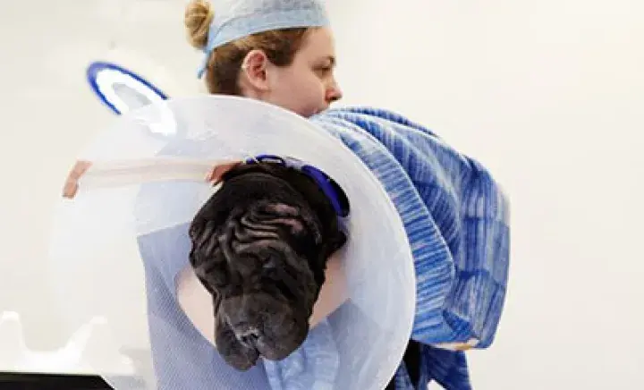 Dog insurance