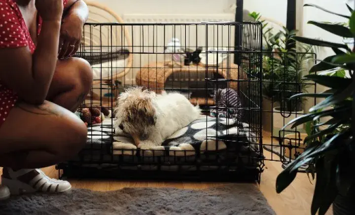 How to crate train your dog