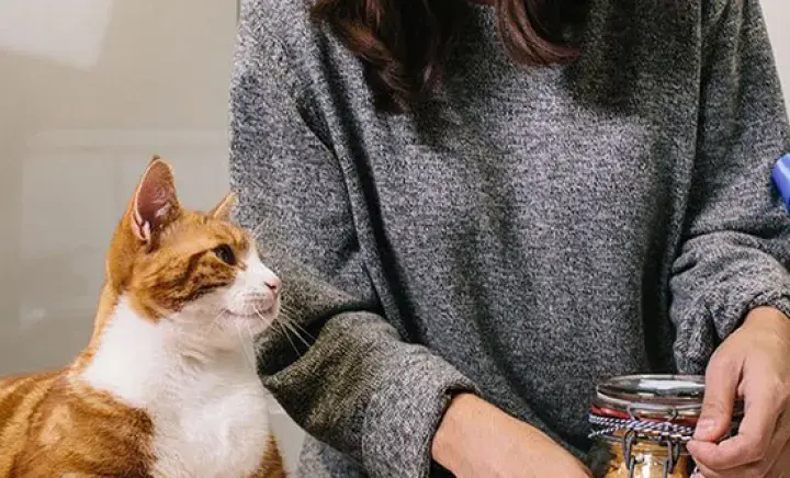 What can't cats eat