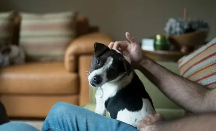 How to settle in your new puppy or dog