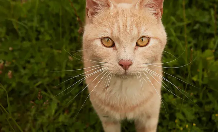 How to rehome a working cat