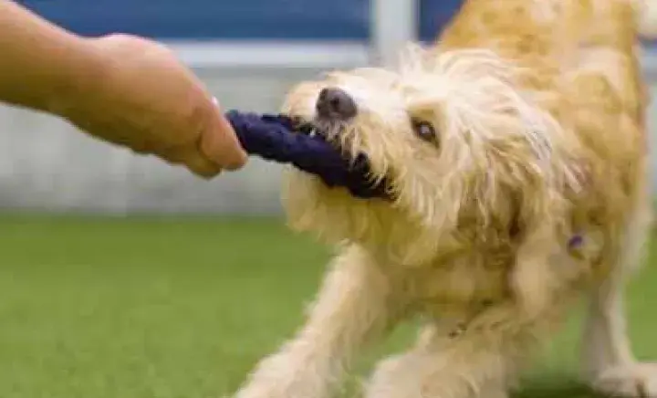 DIY dog toys