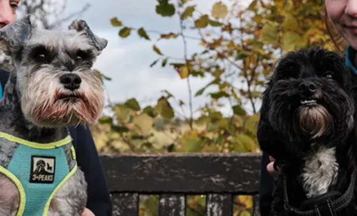 Introducing a new dog to an existing dog in the family