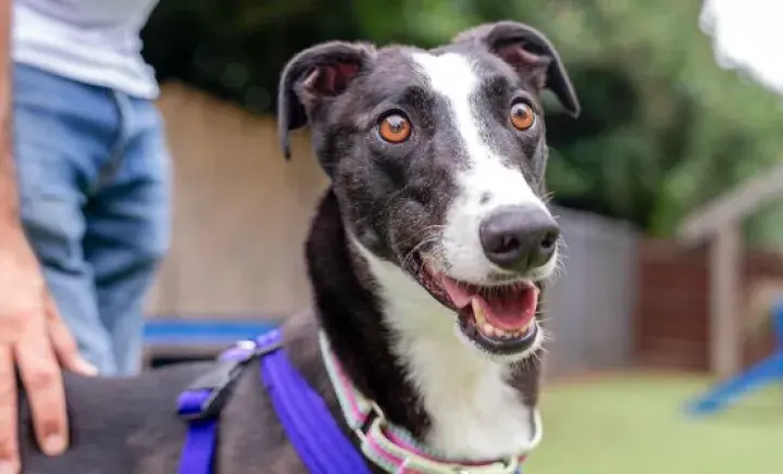Virtual Pup Quiz