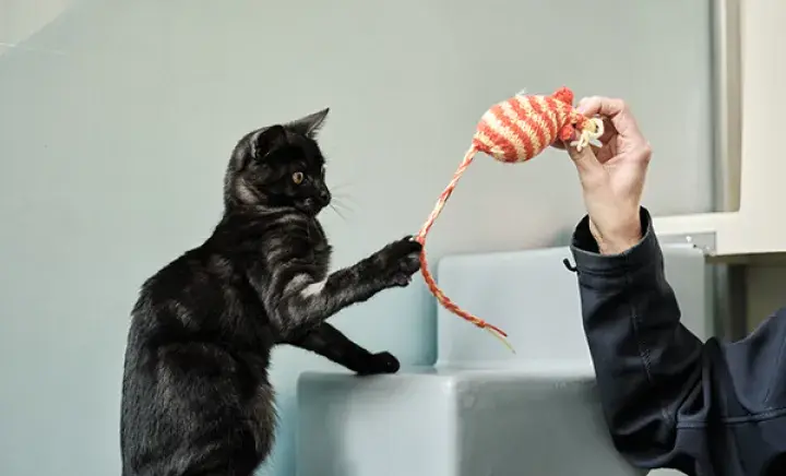 Gifts for our animals 