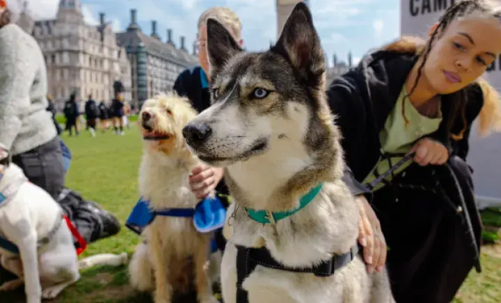 What the election result means for dogs and cats