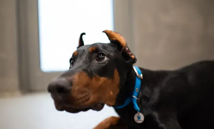 Milo's Story