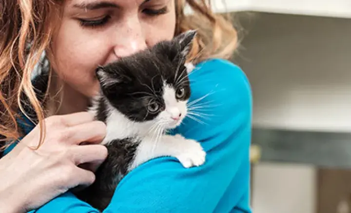 The cost of owning a cat