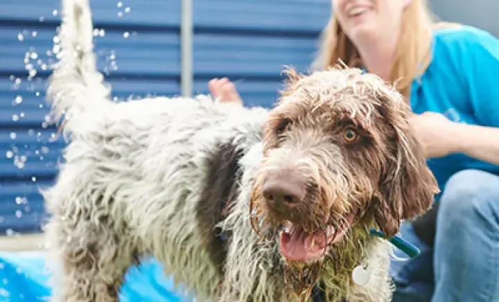 How to calm an overstimulated dog 