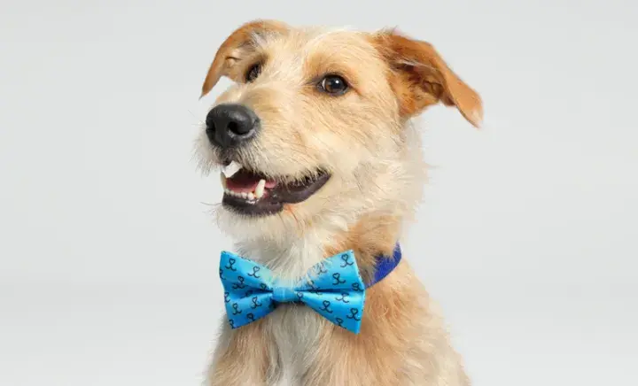 Wear blue for rescue
