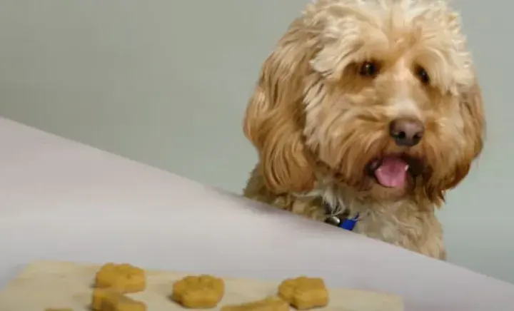 Frozen dog treats