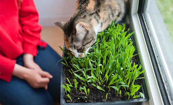 A cat sniffing grass