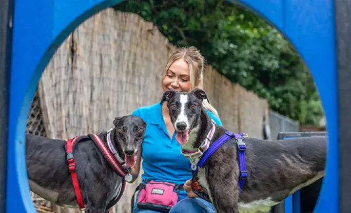 Two Greyhounds looking at the camera 