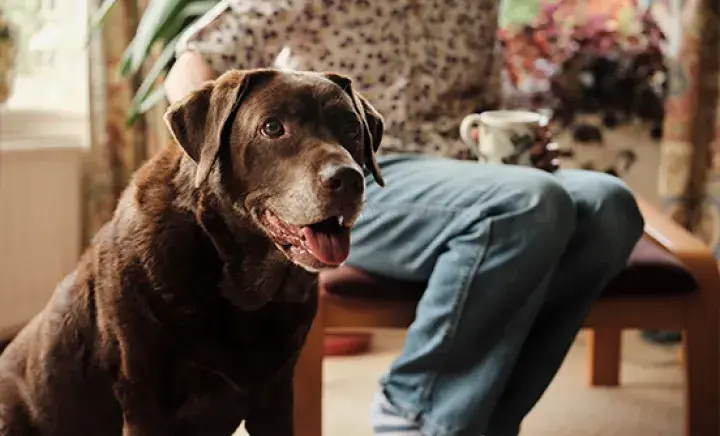Chocolate Labrador sitting in a home