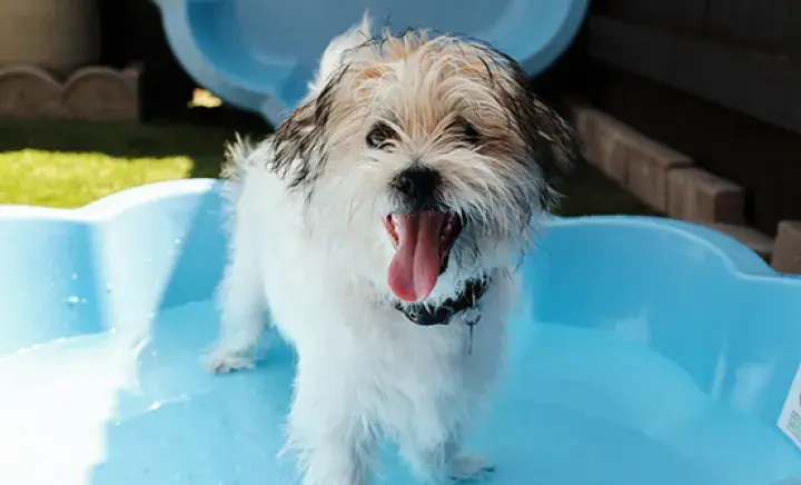 How to keep dogs cool in hot weather