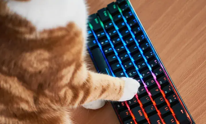 A cats paw on a keyboard