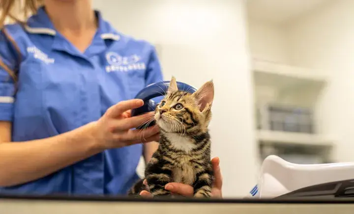 Kitten getting microchip scanned