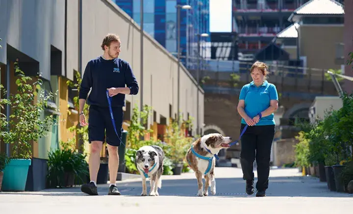Two collies being walked by members of staff