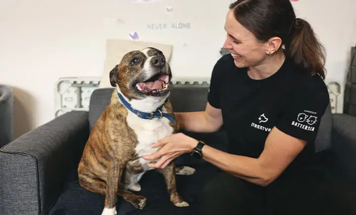 Staffie sat on a sofa with a Streetvet volunteer