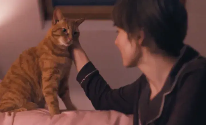 Ginger cat sitting on bed being stroked by a lady