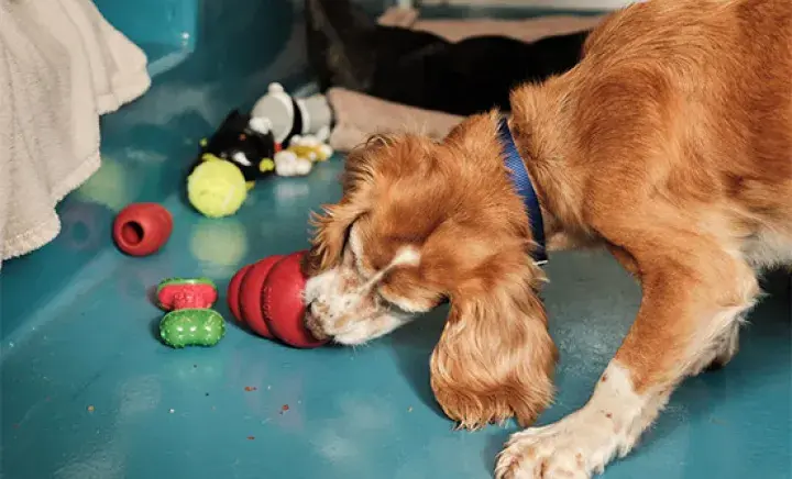 Spaniel playing with kong