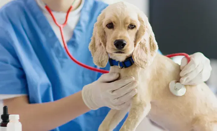 Puppy in the vets for health check up