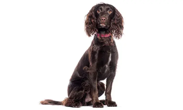 Working cocker spaniel with white background