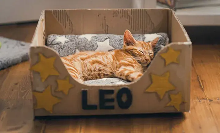 Ginger cat Leo sleeping on a starry blanket in a box that has LEO written at the front and hand-drawn stars