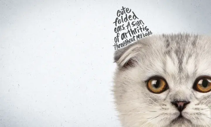 Cat with a folded ear. Text where the cats ear should be reads "Cute folded ears. A sign of arthritis throughout my body".
