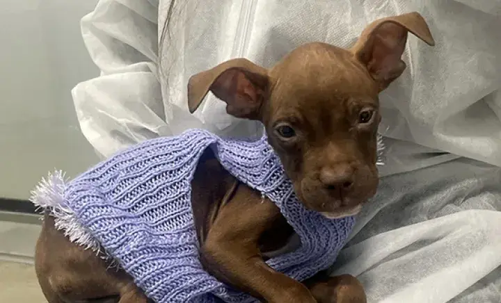 Battersea dog, Clove looking directly at the camera