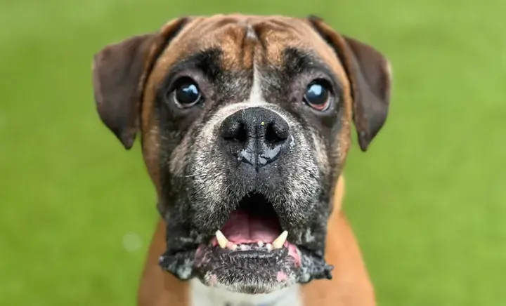 Boxer head shot