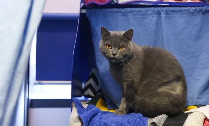 Grey cat sat sheepishly in her pen