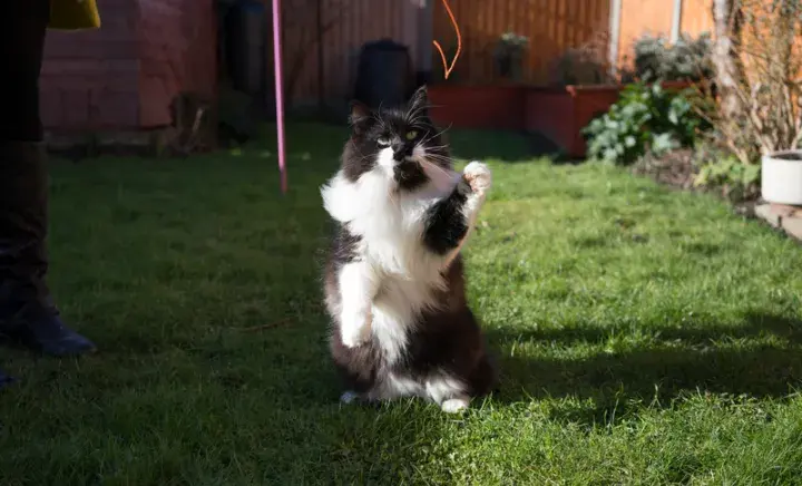 Cat outside playing in the shade