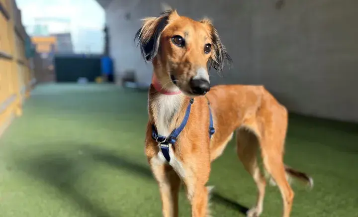 Saluki dog in a paddock looking away from camera