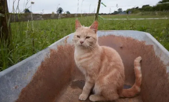 Working cat sat in a wheelbarrow 
