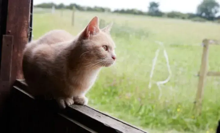 Working Cat looking out over a field 