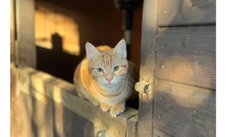 Cat sat in the sun on a fence